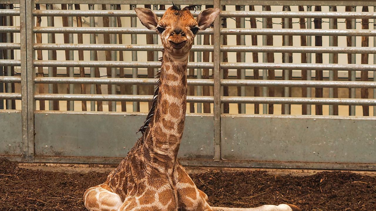 Kijk dat blije koppie nou! (foto: Beekse Bergen/Mariska Vermij-van Dijk).