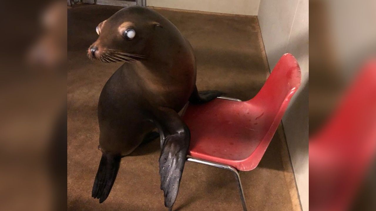 Zeeleeuw Fine wordt aan staar geopereerd door chirurg Chantal van Schaik uit Oosterhout.