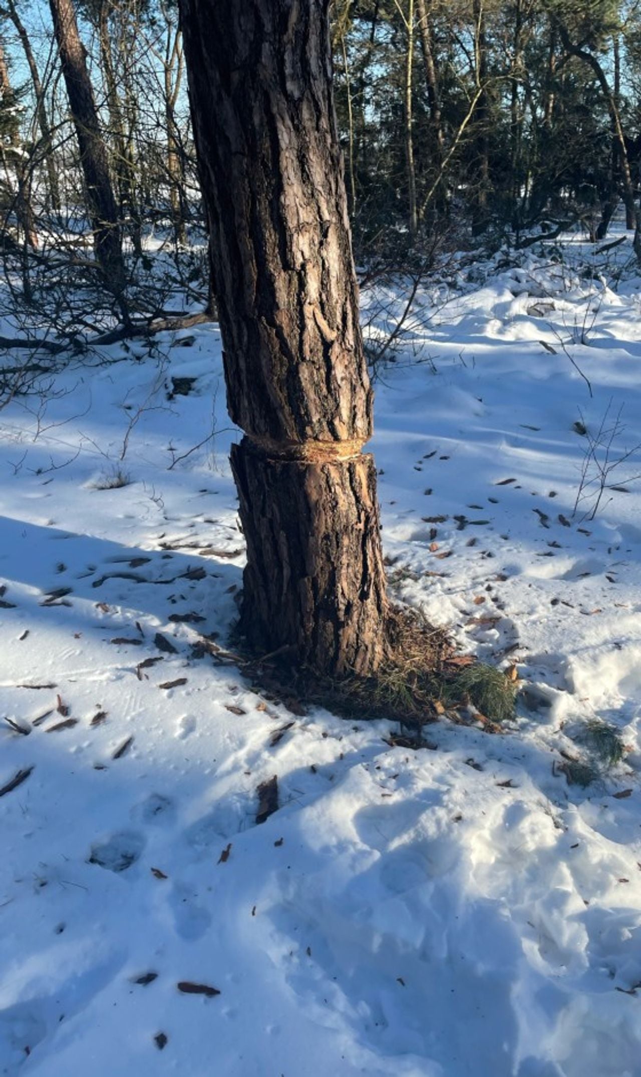 Een geringde grove dennenboom (foto: Natascha van Berkel).