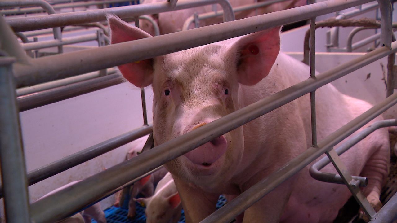 Een varken van boer Arie.