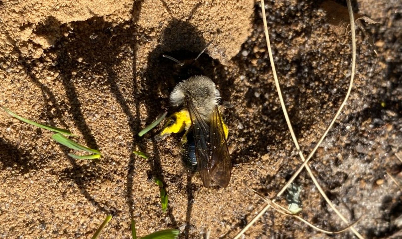 Het vrouwtje van de grijze zandbij, met stuifmeel (foto: Frans Kapteijns).