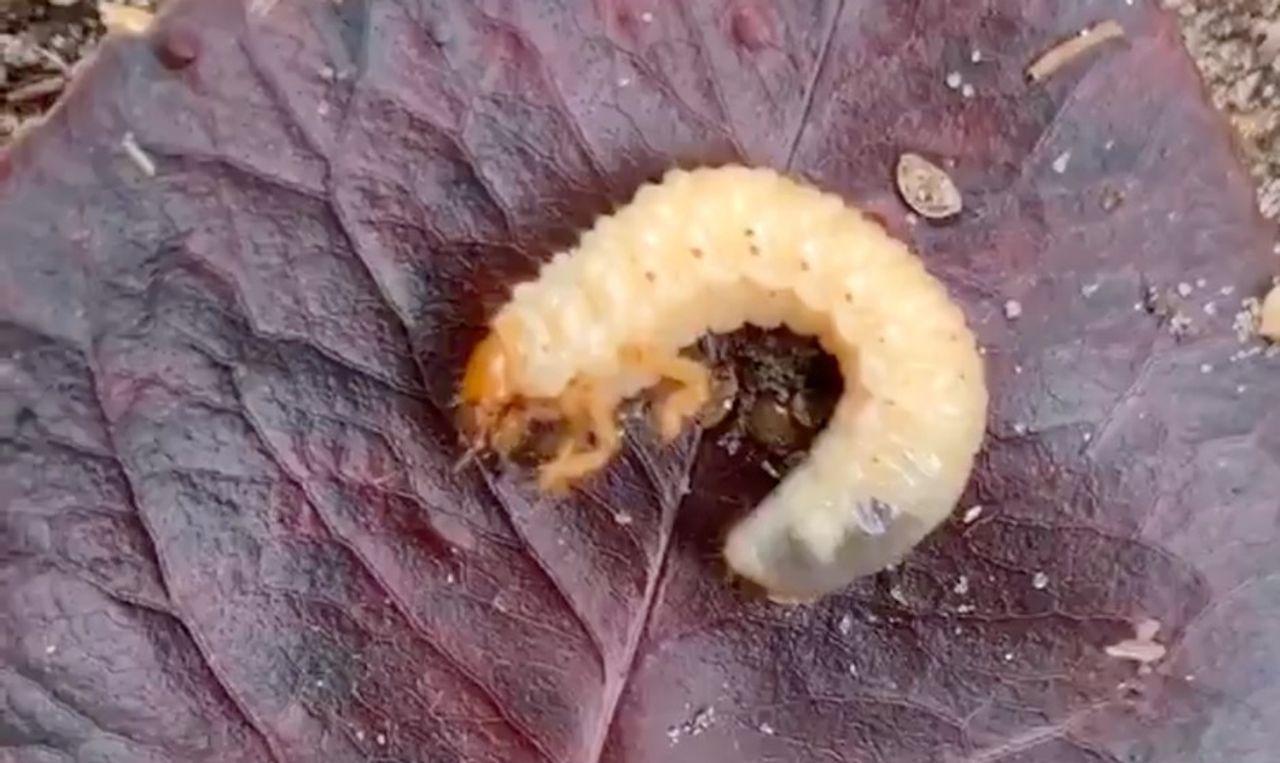 De larve van een bladsprietkever (foto: Marleen).