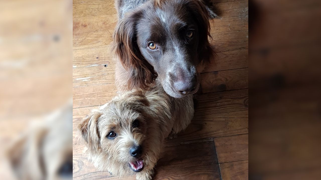 Diesel is helemaal van de leg nu zijn maatje Simba vermist is (foto: Sylvie Adriaans).