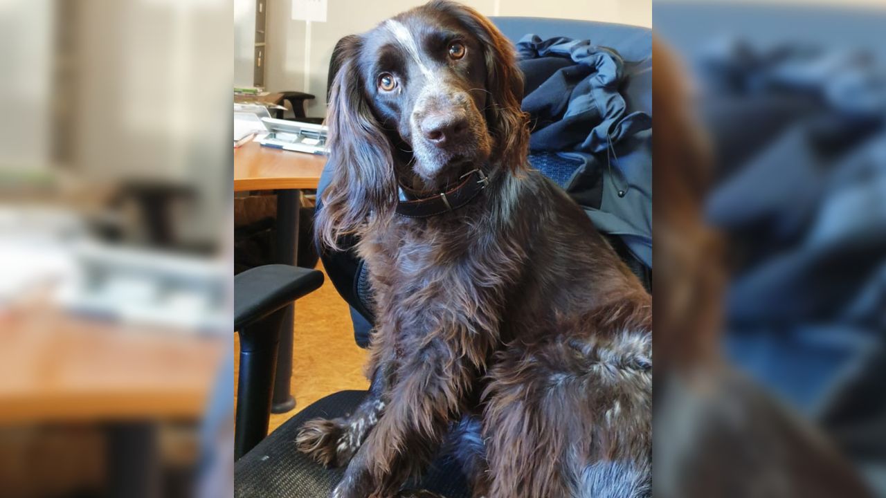 De zoektocht naar Simba gaat onvermoeibaar verder (foto: Sylvie Adriaans).