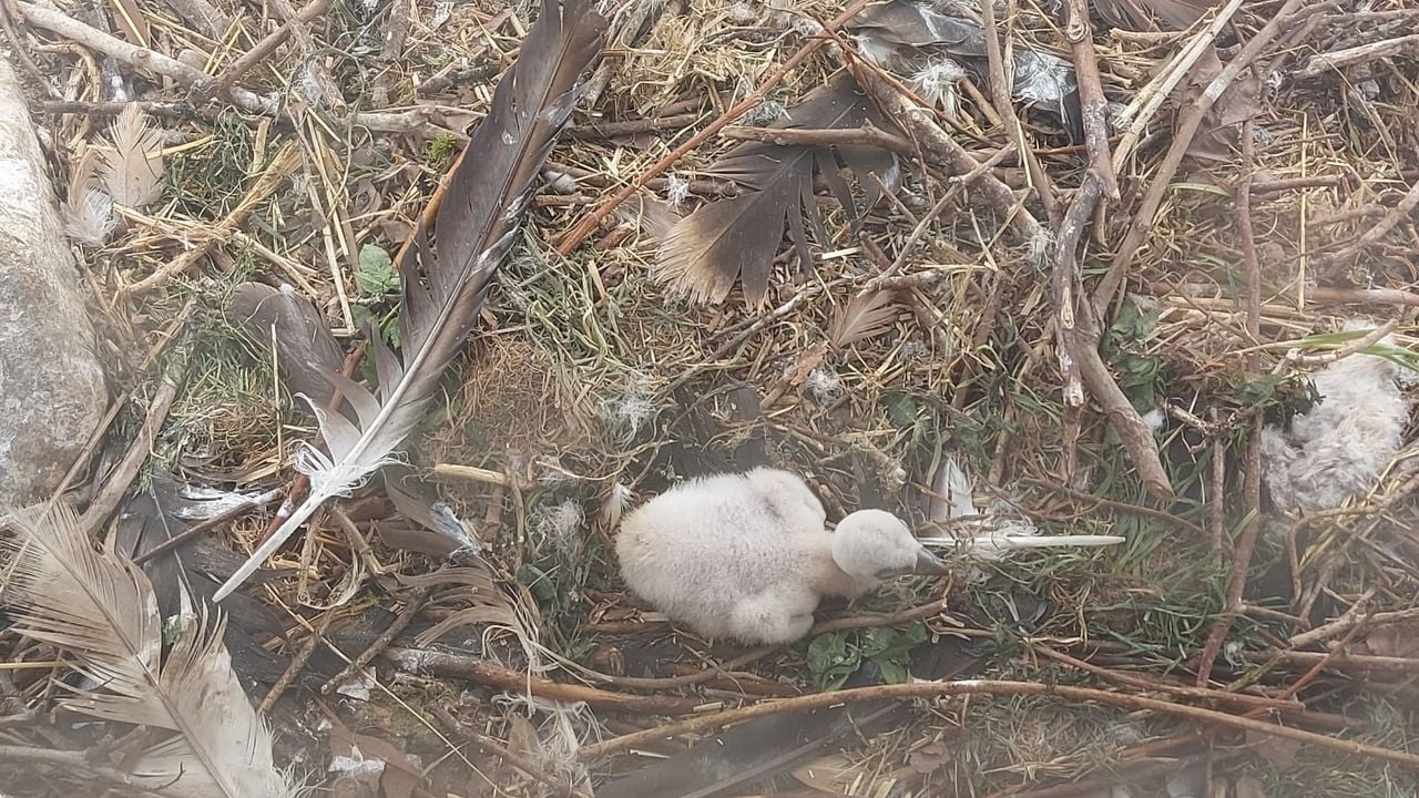 Het jong is gezond Het jong is gezond (foto: Dierenrijk).