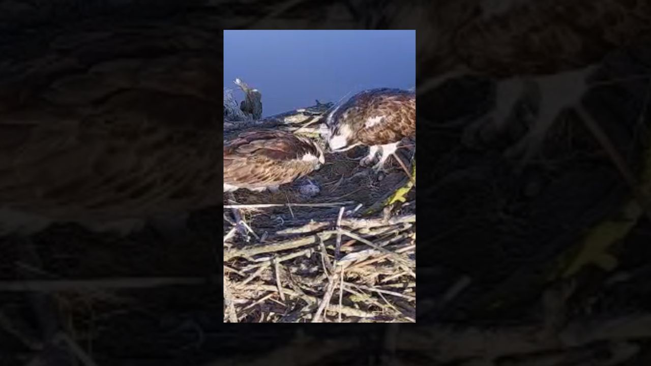 Visarenden bekijken het eerste ei. (Foto Thomas van der Es) 