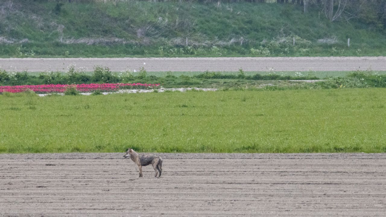 "Dit is een wolf", weet wolvenkenner Glenn Lelieveld (foto: Hans-Peter Nouwen).