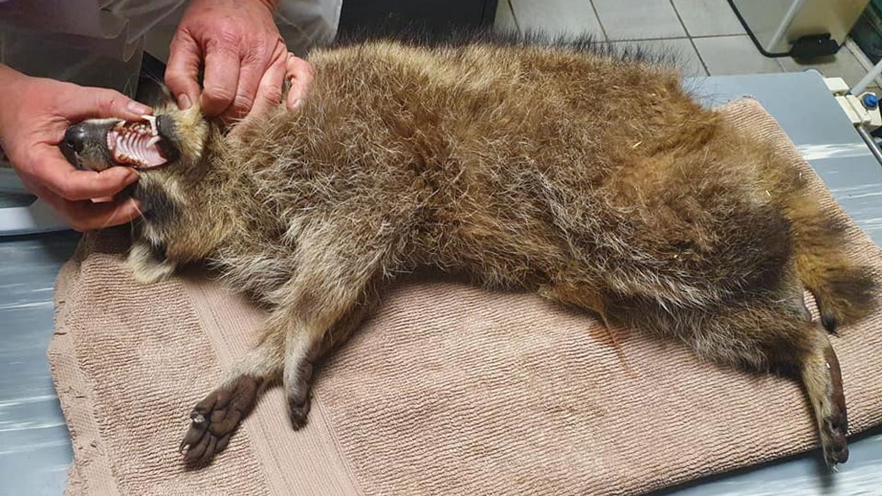 Foto: Vooropvang de Maashorst.