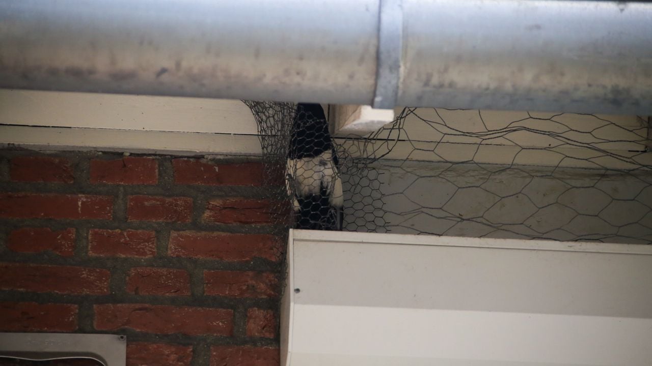 Foto: Harrie Grijseels/SQ Vision