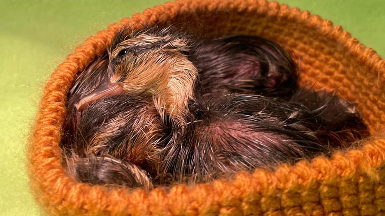 Acht jongen zijn opgevangen (foto: Vooropvang de Maashorst).