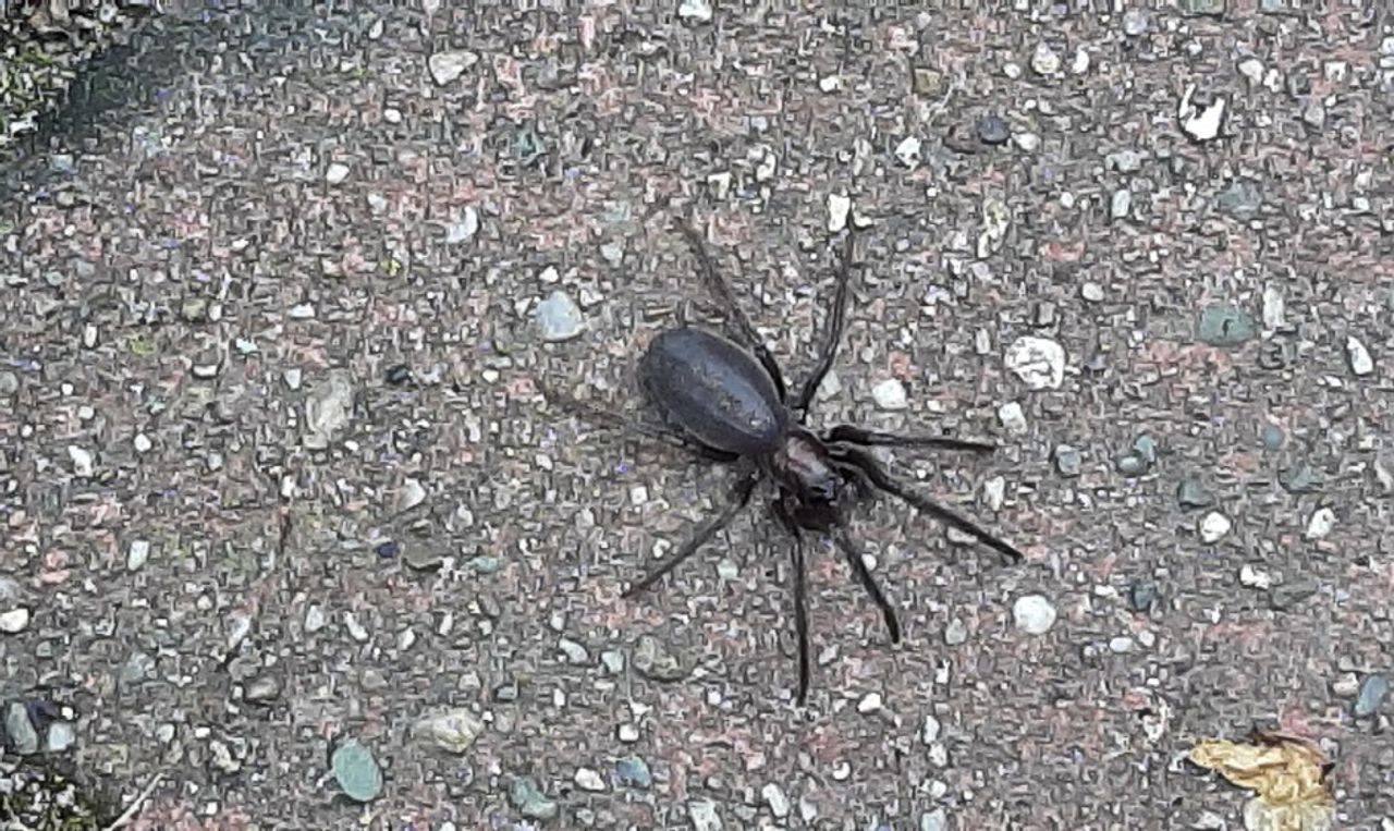 Een bodemjachtspin (foto: Piet Haverkamp).