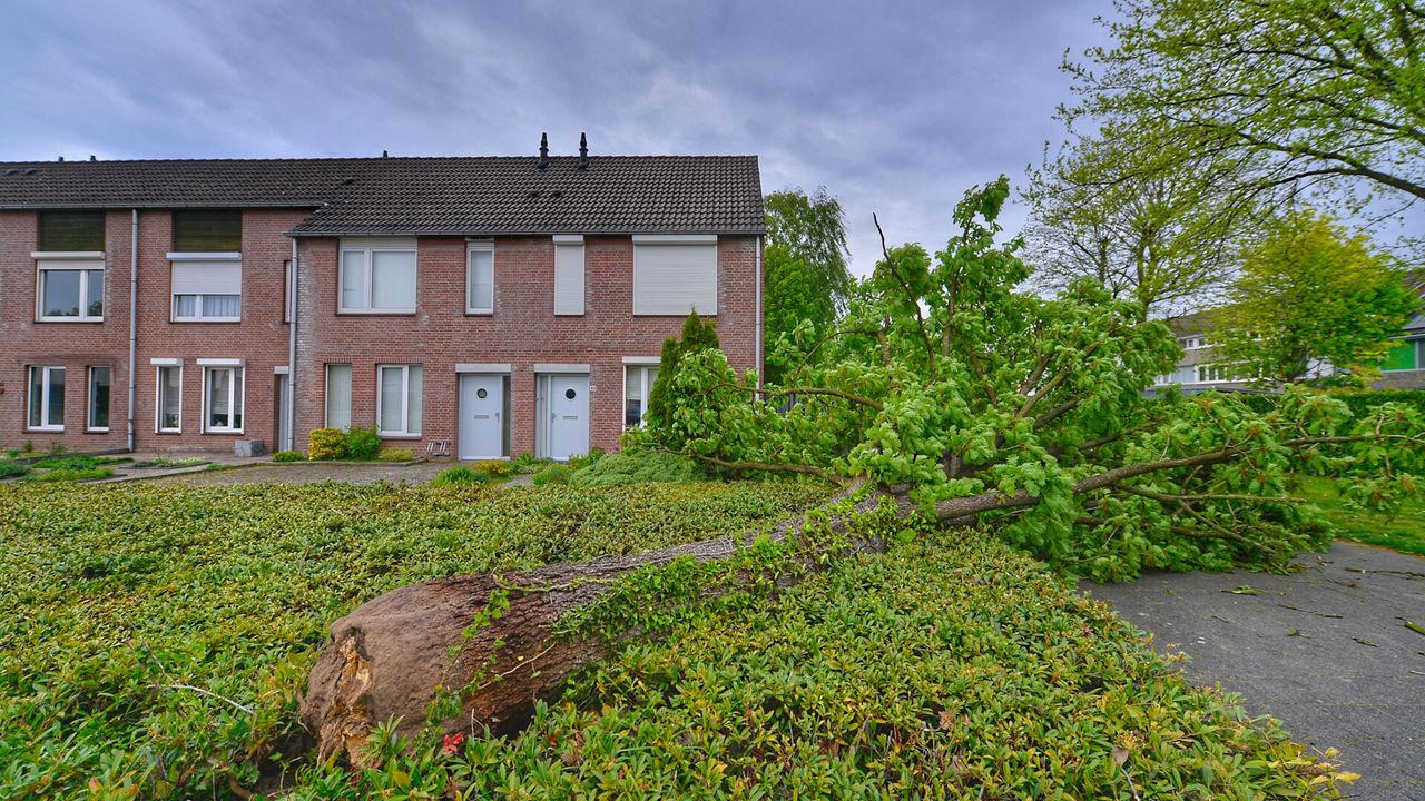 Foto: Rico Vogels/SQ Vision