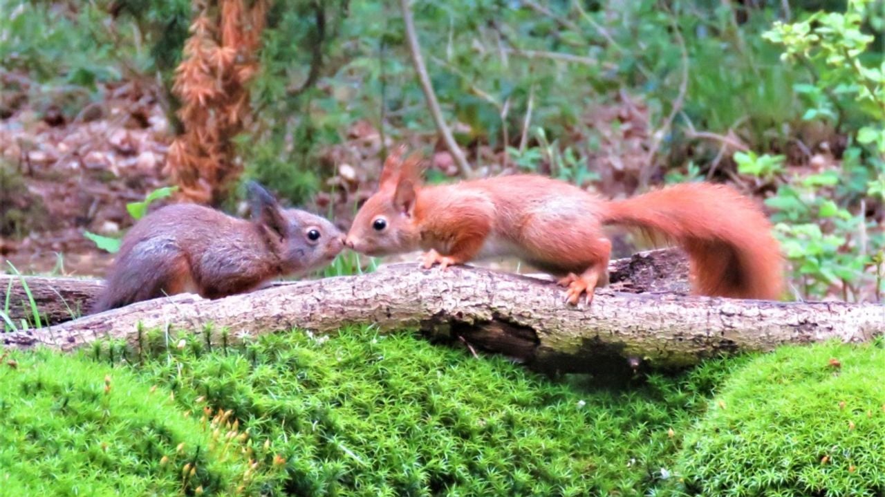 Twee van kleur verschillende gewone eekhoorns (foto: André van Drunen).