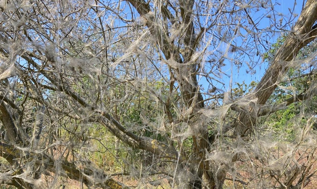 Het werk van een spinselmot (foto: Marian Bierens).