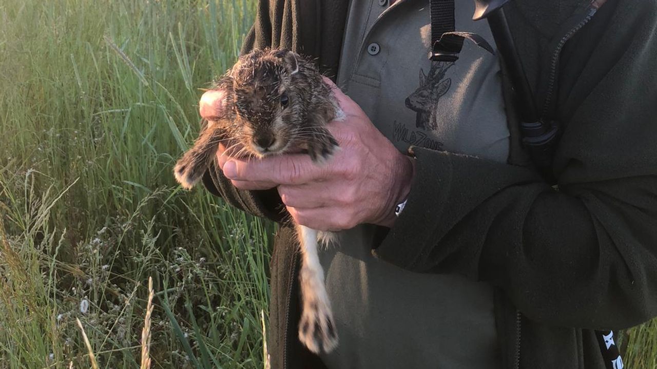 Ook dit haasje is naar de kant gebracht (foto: Peter Kapitein).
