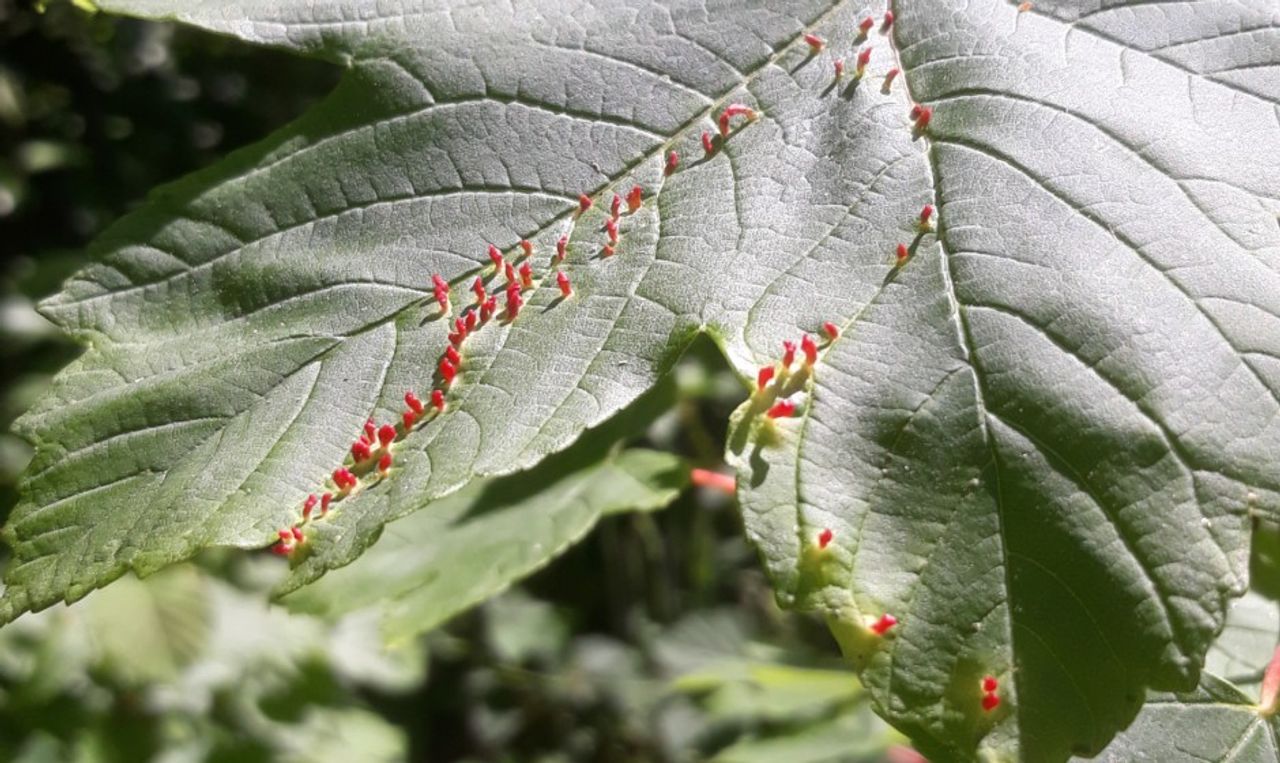 Gallen van de esdoornhoornmijt (foto: Tom de Zwart).