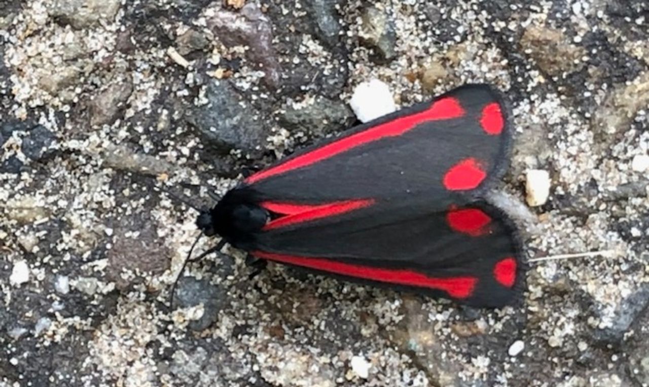 Een Sint-Jacobsvlinder (foto: Toos van Lieshout).
