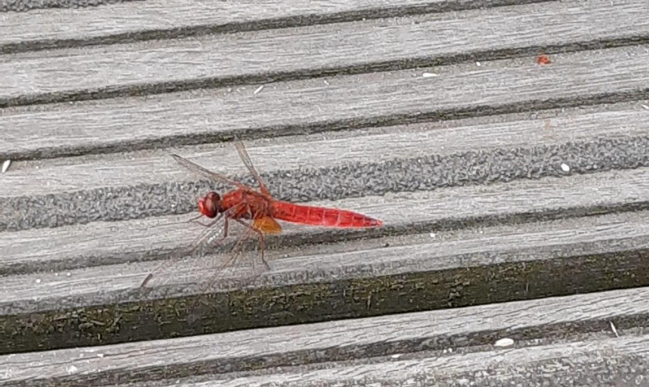 Een vuurlibel (foto: Toin van Liempt).