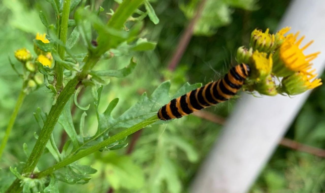 Een zebrarups (foto: Merel van Zwienen).