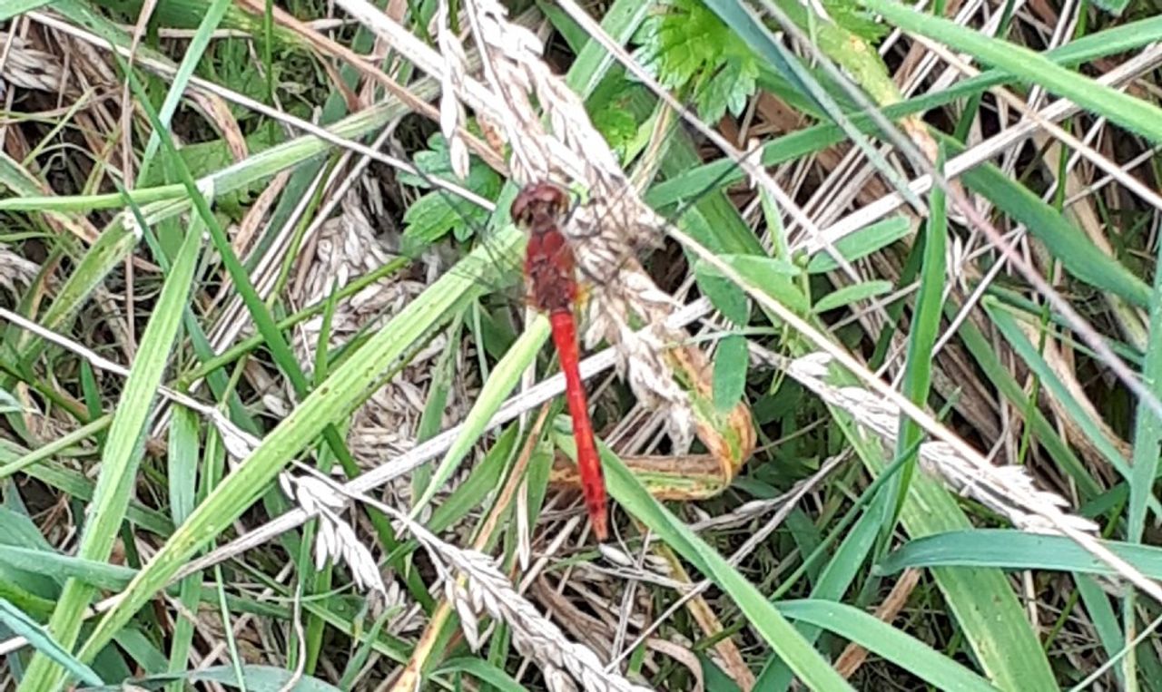 Bloedrode heidelibel (Foto: Ria Boot). 