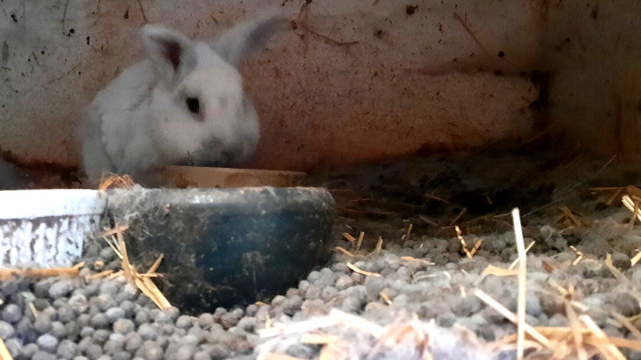 Volop keutels in de hokken (foto: Dierenbescherming).