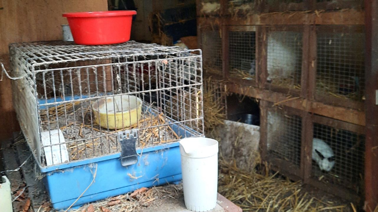 Zeer vervuilde hokken (foto: Dierenbescherming).