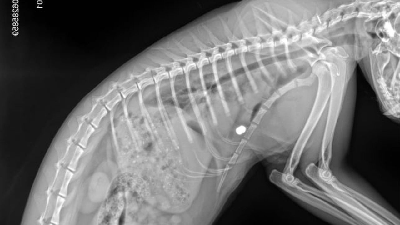 De röntgenfoto van Felix. Het witte stipje is waar het dier werd getroffen door de kogel.