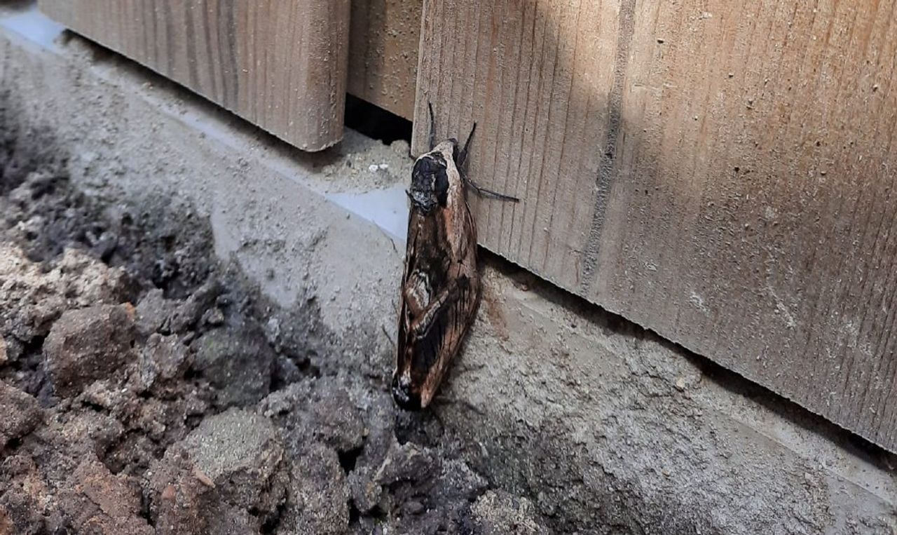 Parende ligusterpijlstaarten (foto: Eric van den Nobelen).
