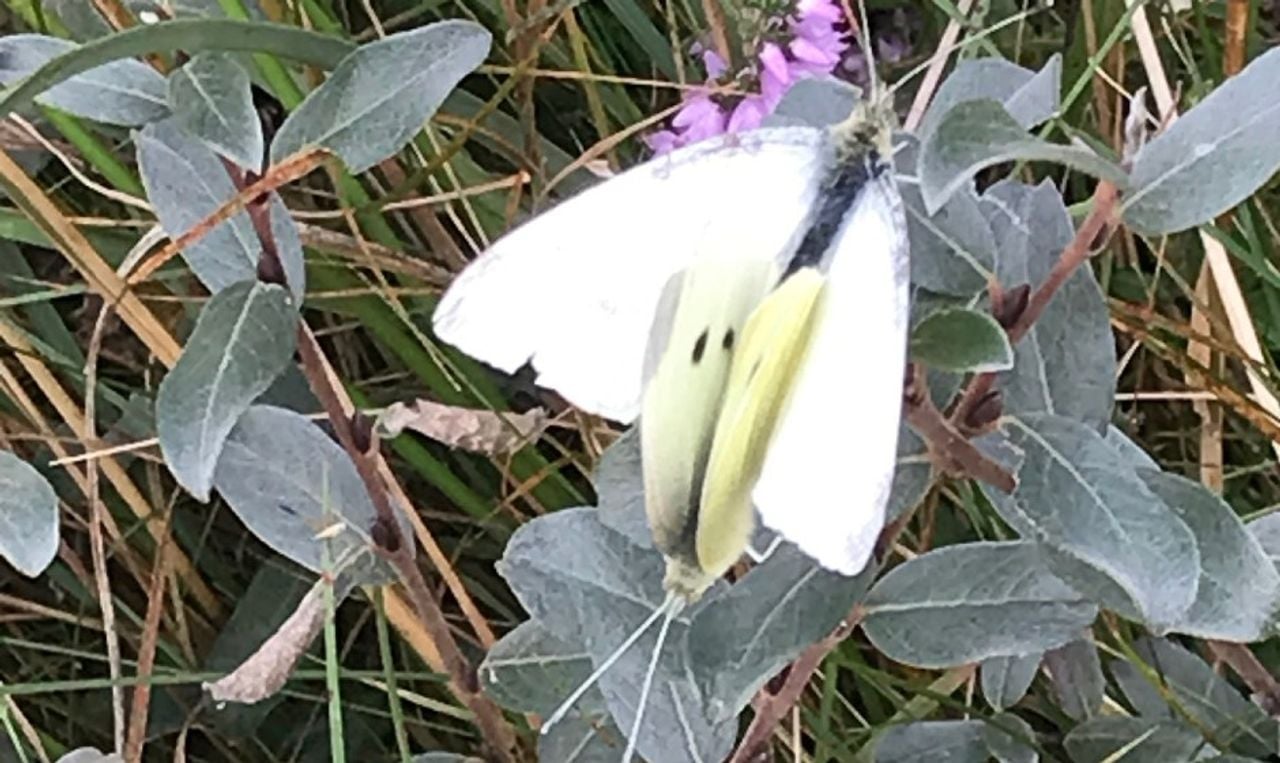 Parende koolwitjes (foto: Arnout Smit).