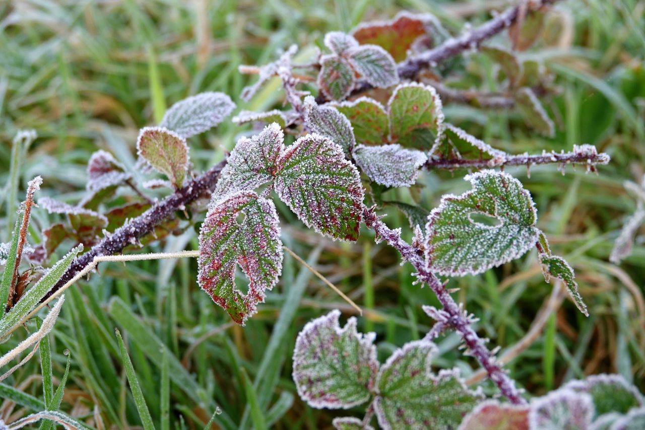 De eerste nachtvorst na het zomerseizoen (foto: Ben Saanen).