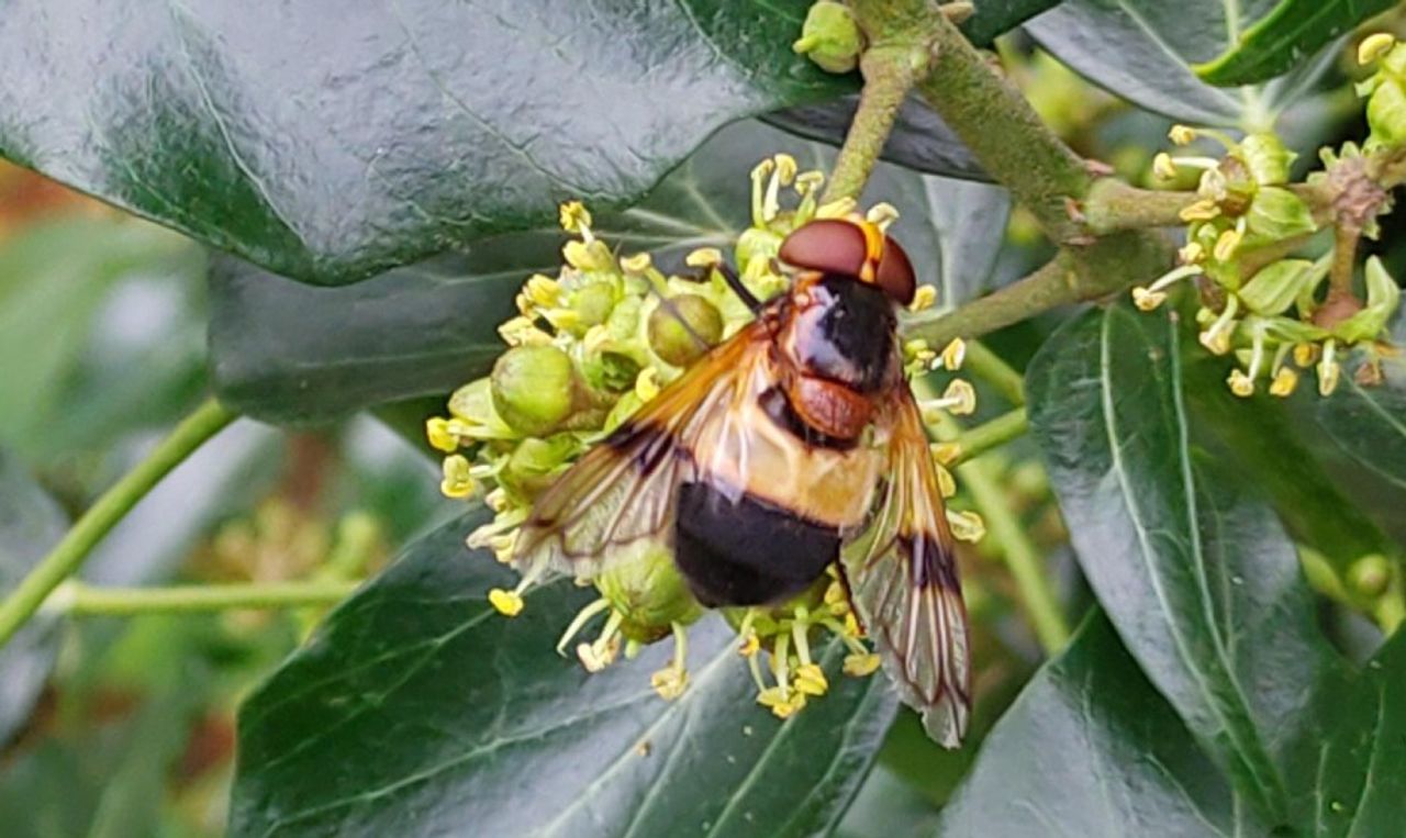 Een witte reus (foto: Frederik Meyer).