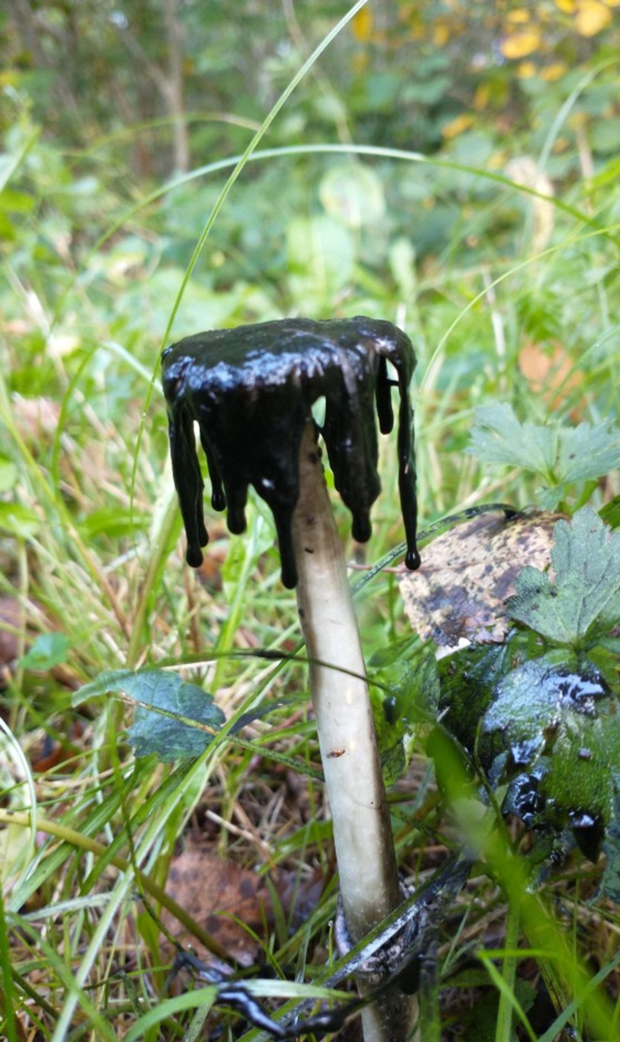 Oude inktzwam (foto: Marjavo).