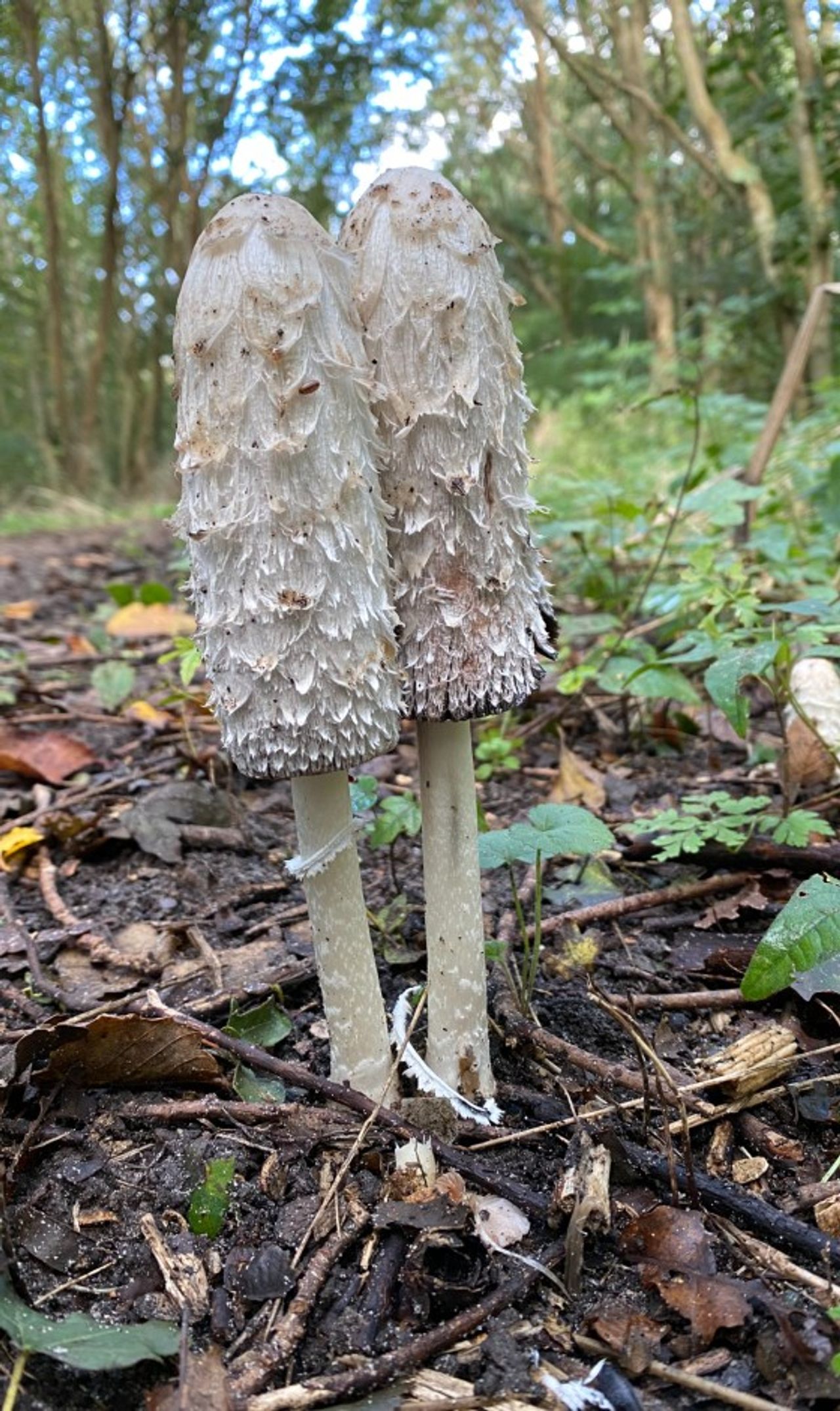 Twee geschubde inktzwammen (foto: Frans Kapteijns).