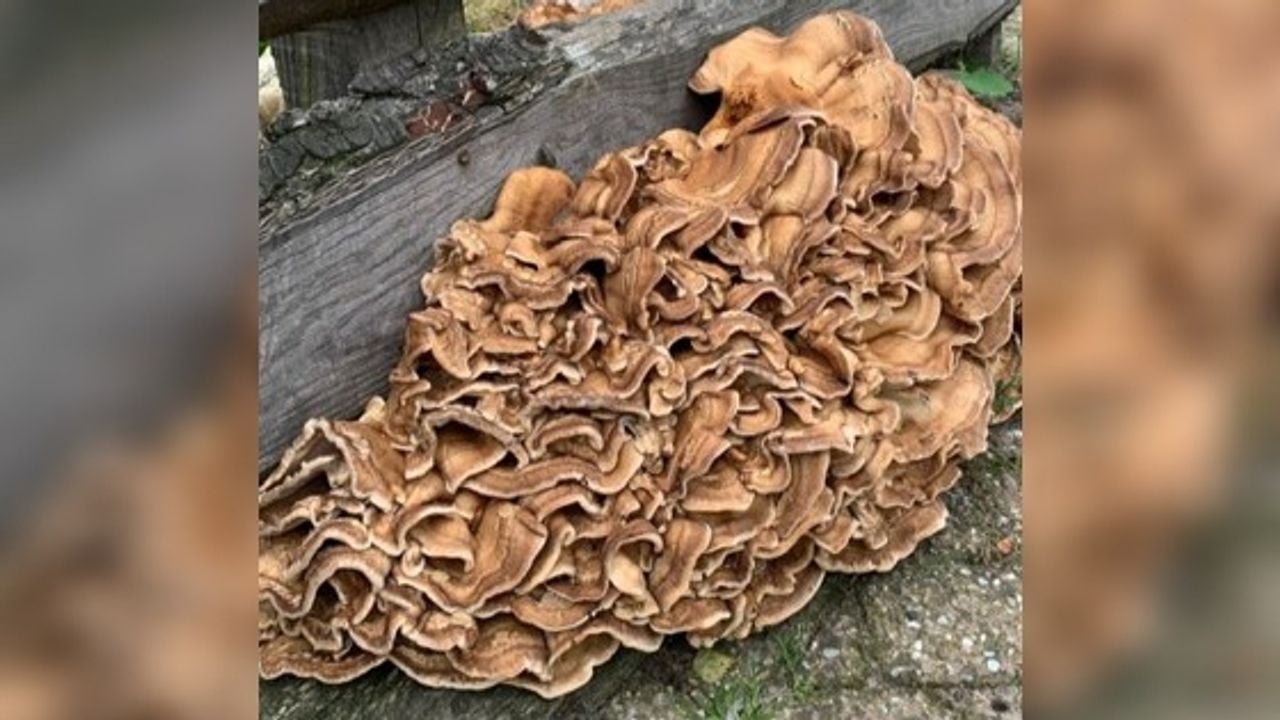 Reuzenzwam (foto: Theo Janssen)