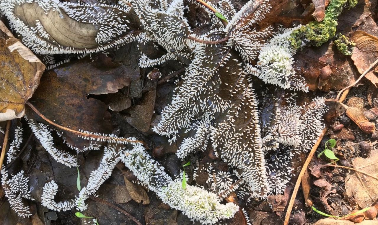 IJsvinger (foto: Van Iperen).