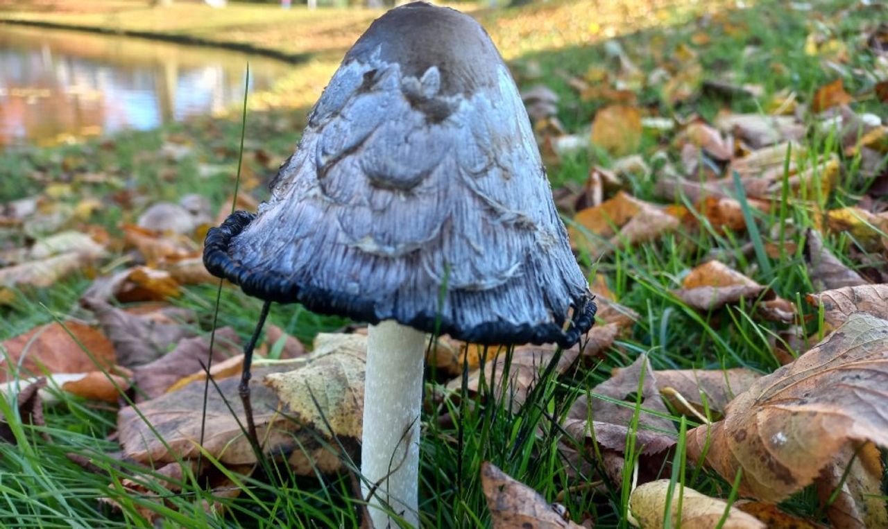 Geschubde inktzwam (foto: Puck van Hirtum).