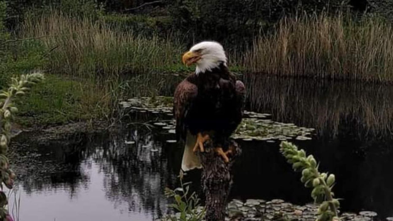 Homer is vermist (foto: Facebook Topvogel Roofvogelpark in Diessen).