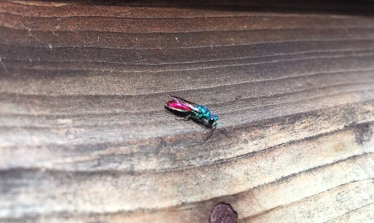 De gewone goudwesp (foto: Jacqueline van Boven). 