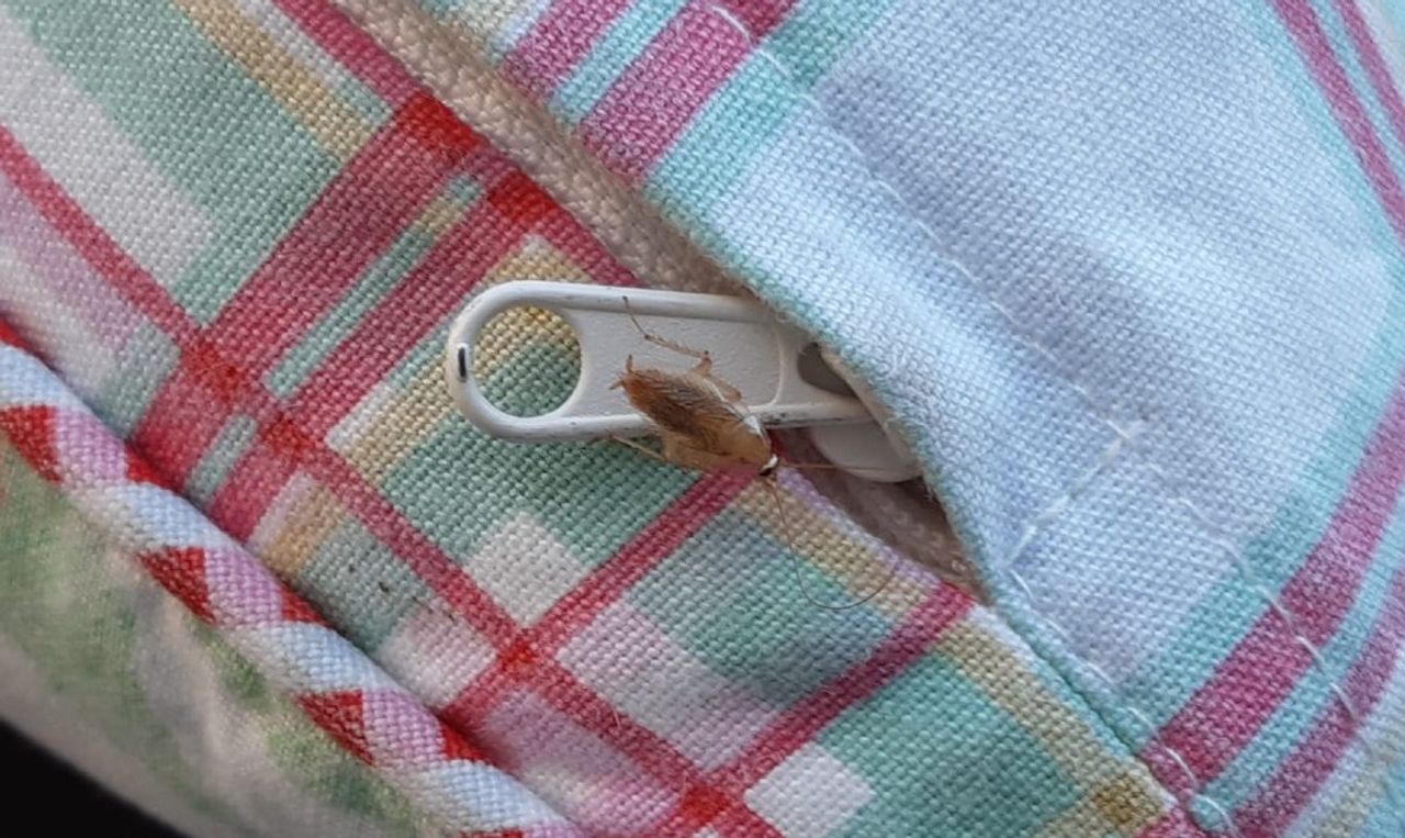 Een gele kakkerlak: weg ermee (foto: Ellen Ehrismann)..