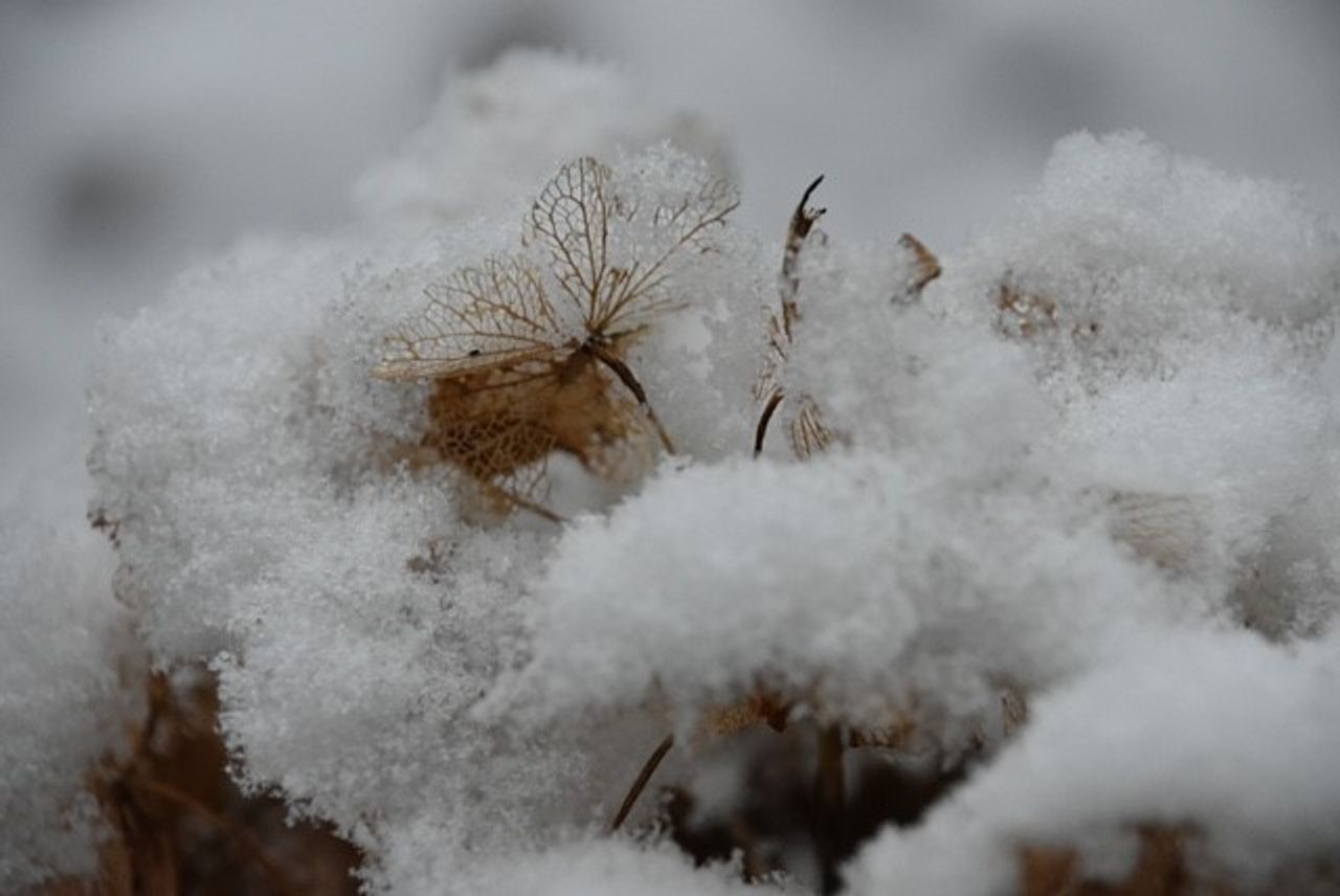 Sneeuw in Bavel (foto: Anne-Marie van den Akkerveken).