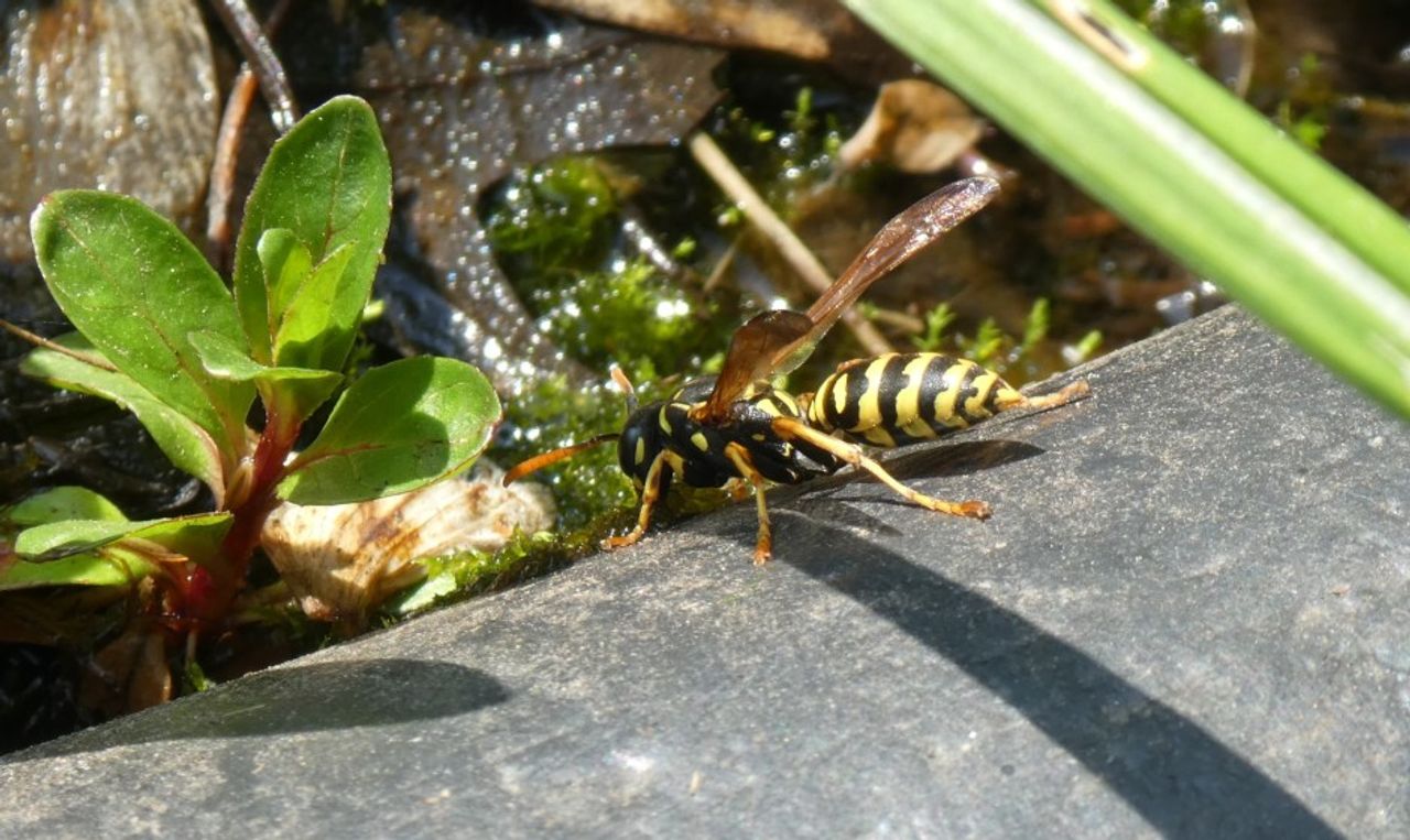 De Franse veldwesp (foto: Yvonne Rommelaars).