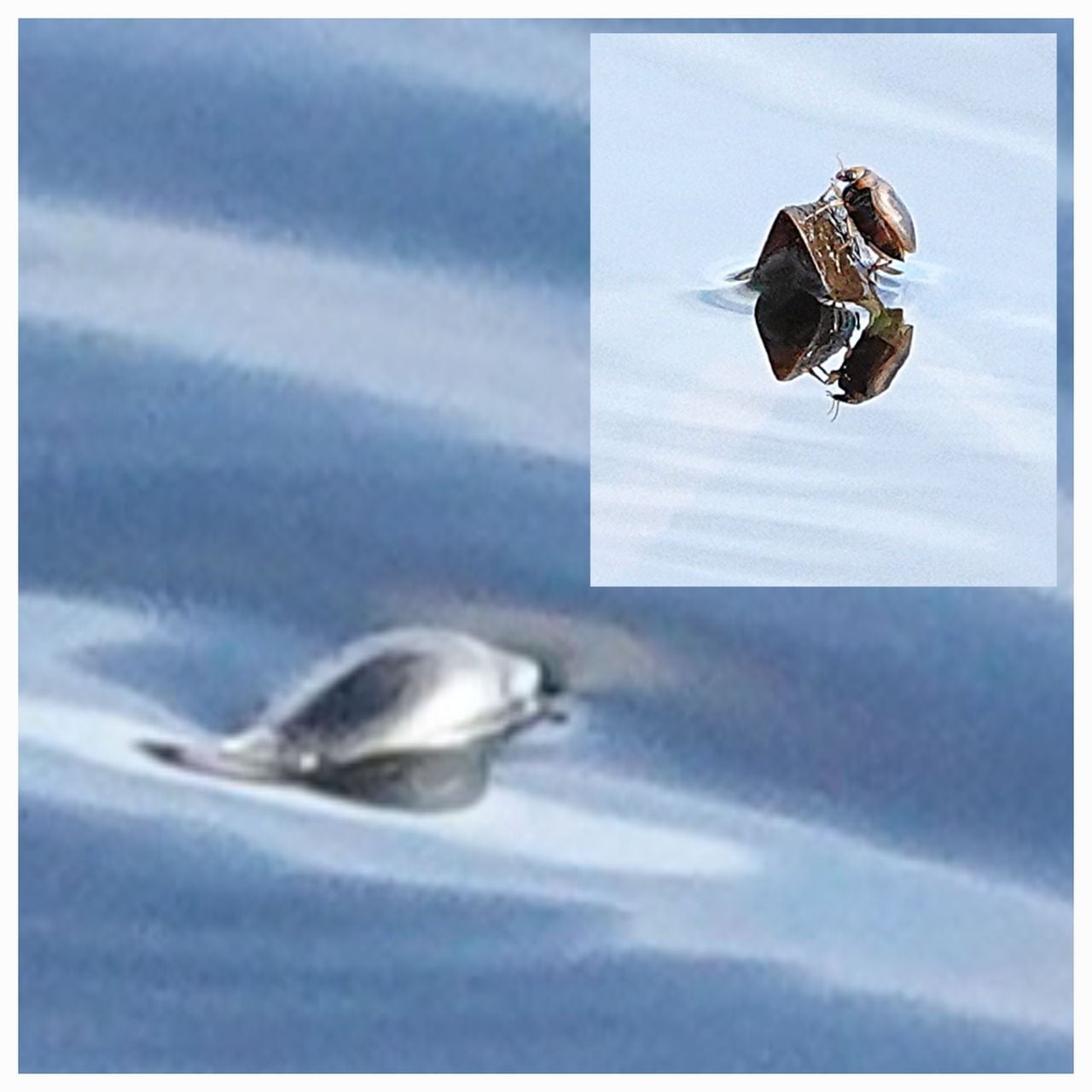 Het schrijvertje (grote foto) en de geelgerande watertor (foto: Willeke van Delft).