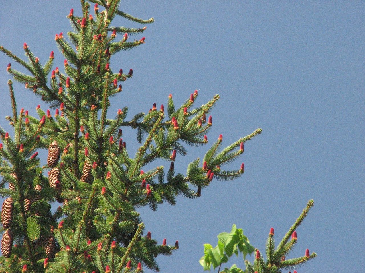 Een fijnspar (foto: Saxifraga/Jasenka Topic).