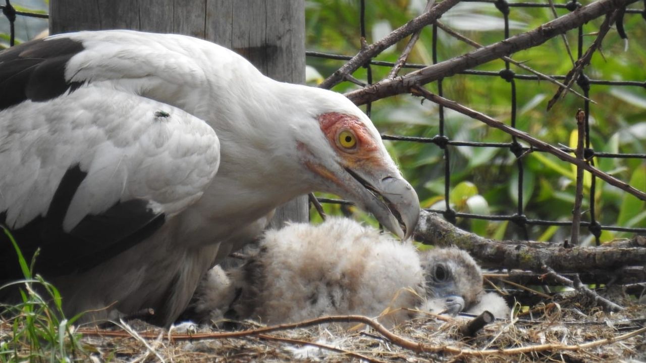 Dit palmgiertje in Overloon is de derde die in Europa uit het ei kroop. (Foto: ZooParc Overloon)