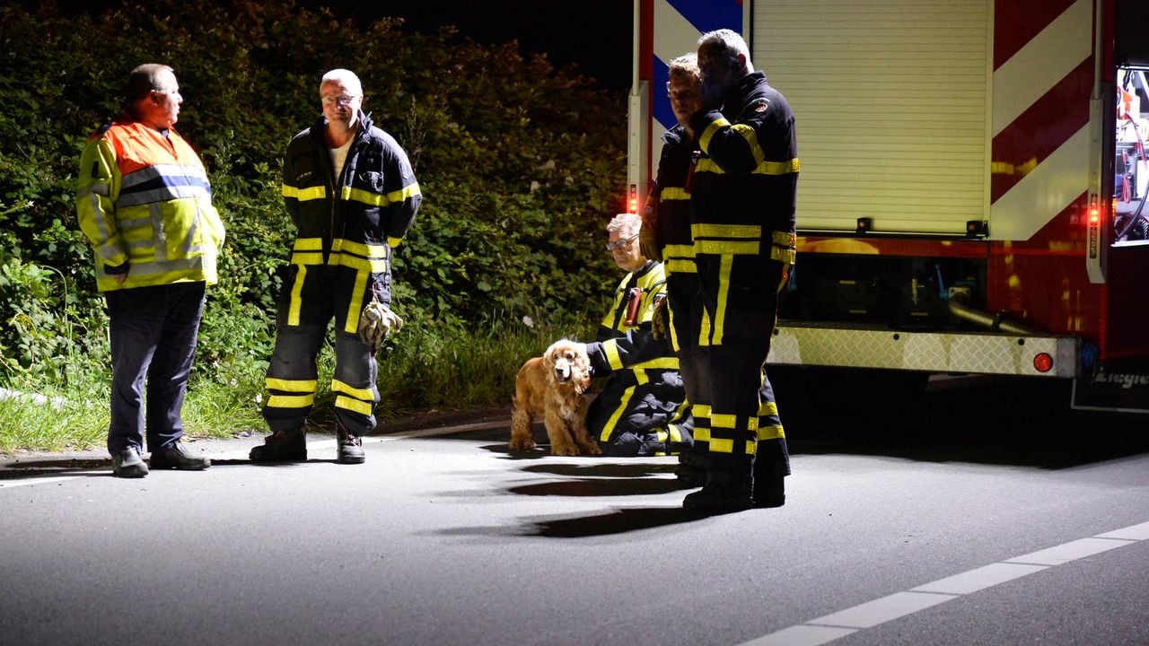 Een hond die bij de bestuurder in de auto zat, werd opgevangen (foto: Perry Roovers/SQ Vision).
