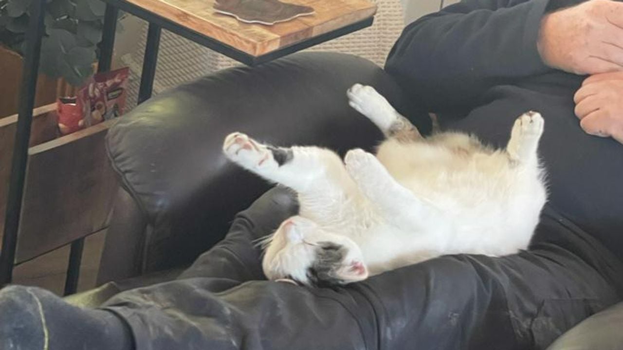 Lilo, een echte knuffelkont, in betere tijden (foto: Yvonne).