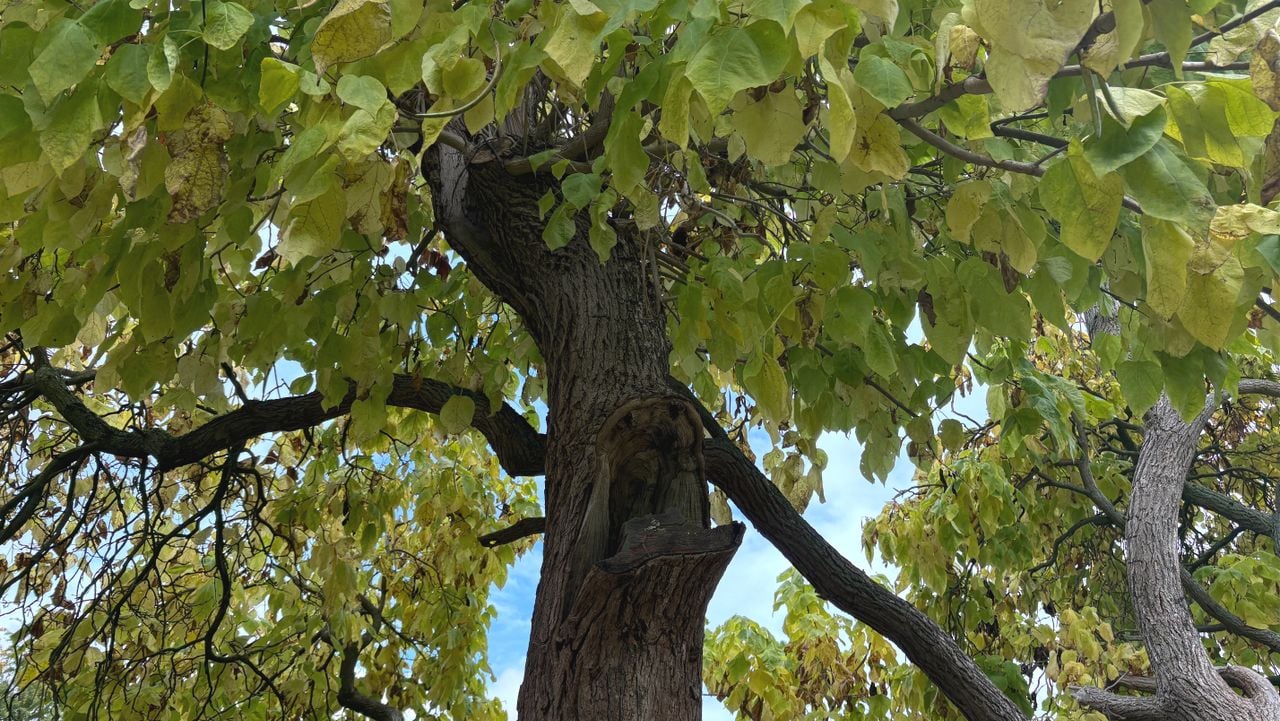 Een van de holtes in de veteraanboom (foto: Rogier van Son).