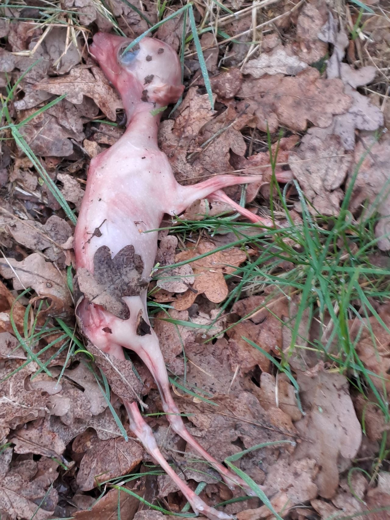 Een doodgeboren reekalf (foto: Jos Snijders).