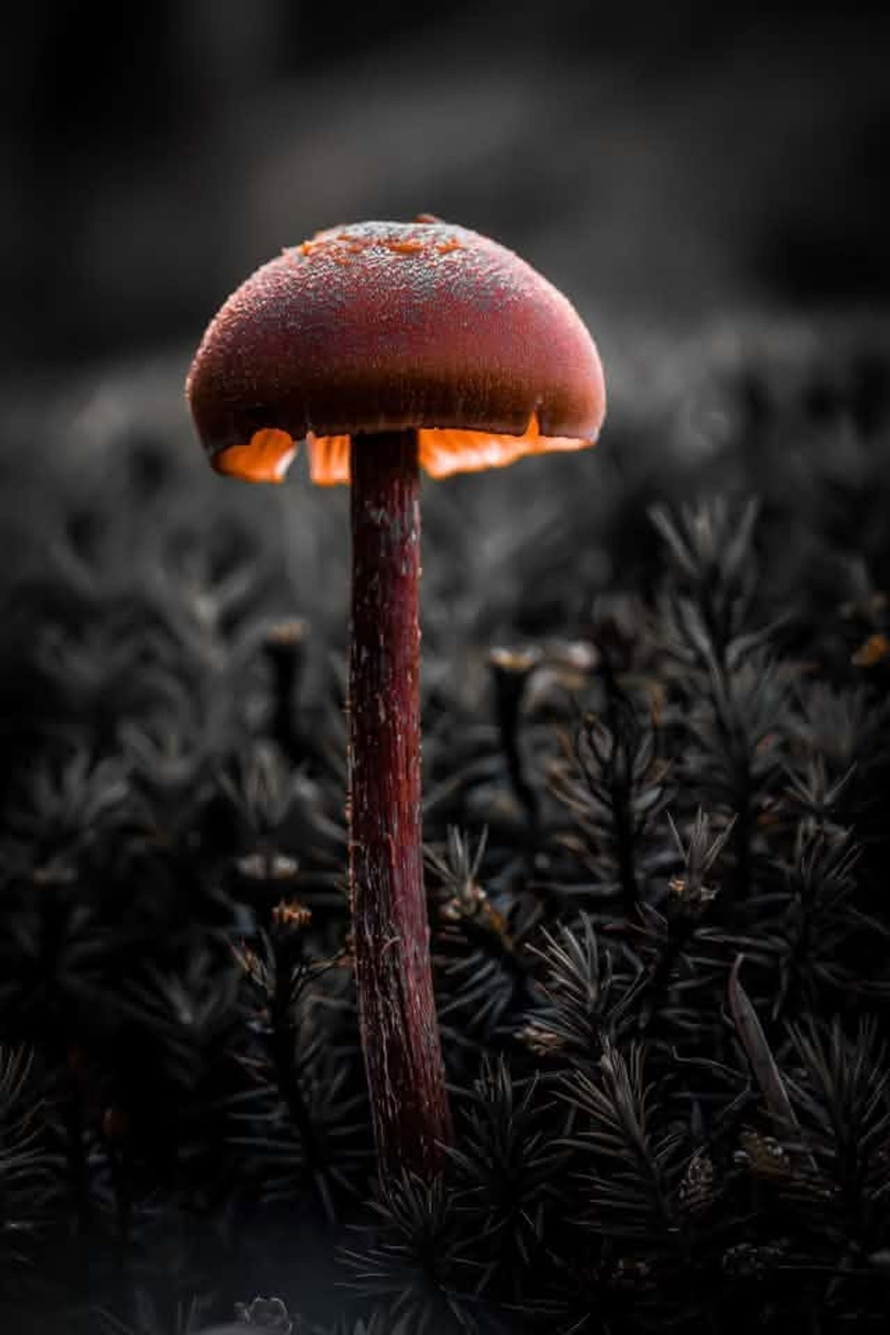 Ook wonderschoon (foto: Bart Pörtzgen).