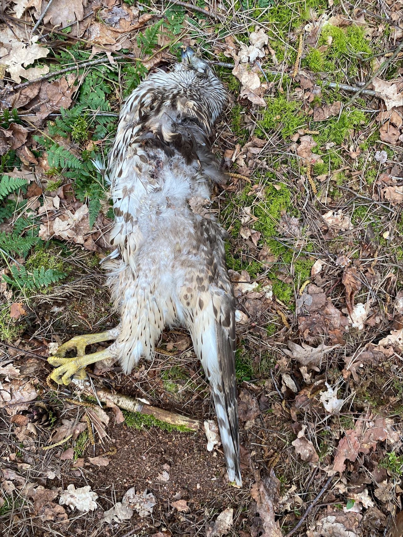 Een dode havik (foto: Judith Plooijer).